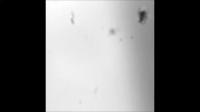 Seabutterfly Swimming