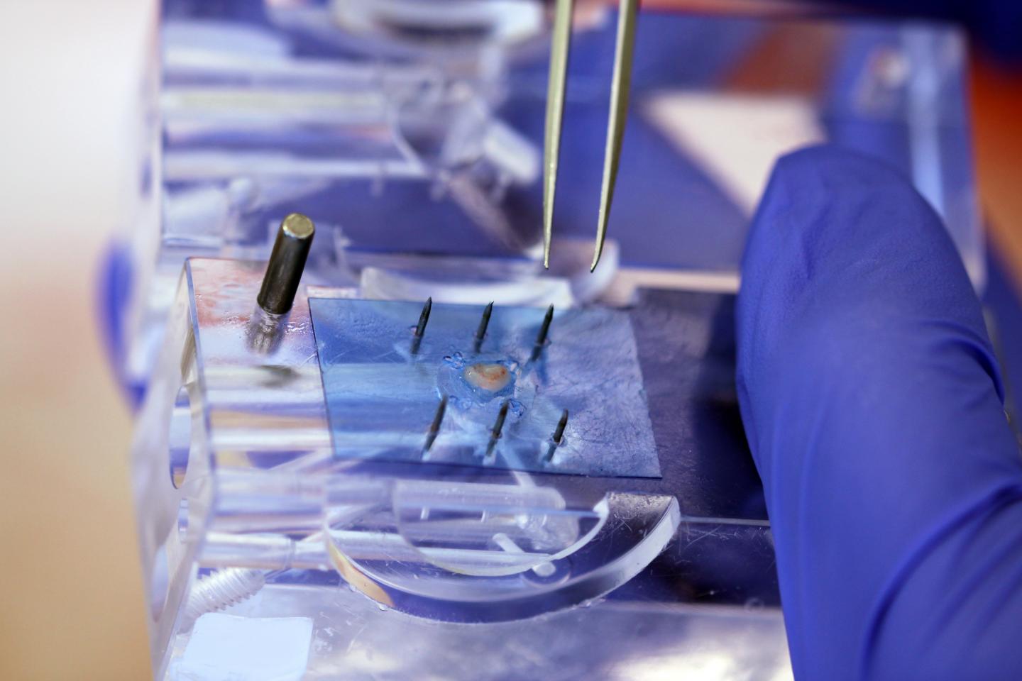 Preparation of Tissue Sample