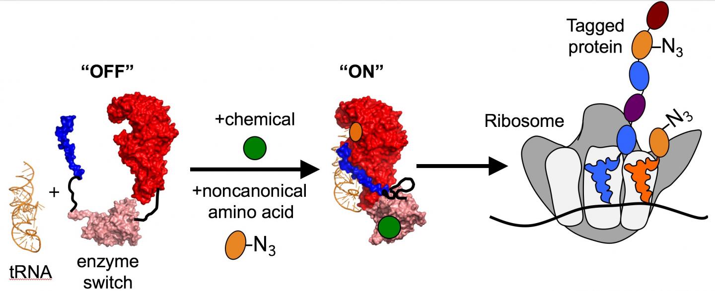 Tagging Proteins