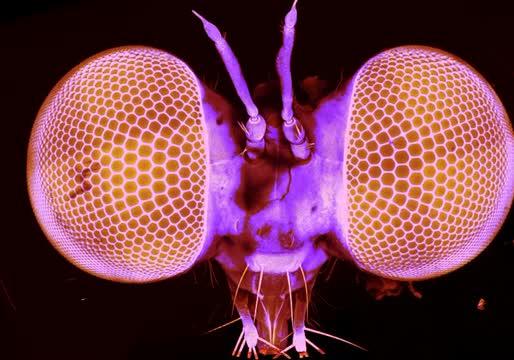 Robber Fly's Eyes