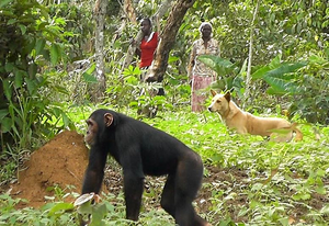 A young male chimp in croplands