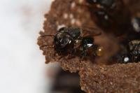 Brazilian Stingless Bee