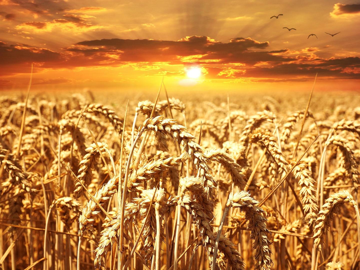 Wheat Field