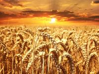 Wheat Field