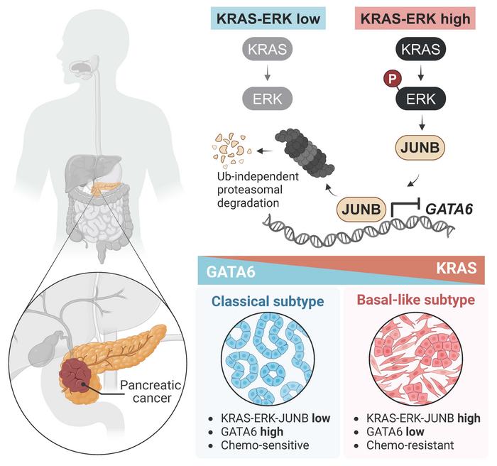 A graphical abstract of the paper’s findings