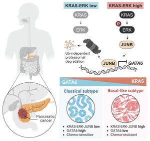 A graphical abstract of the paper’s findings