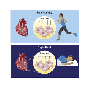 Day:Night Heart Rate Image