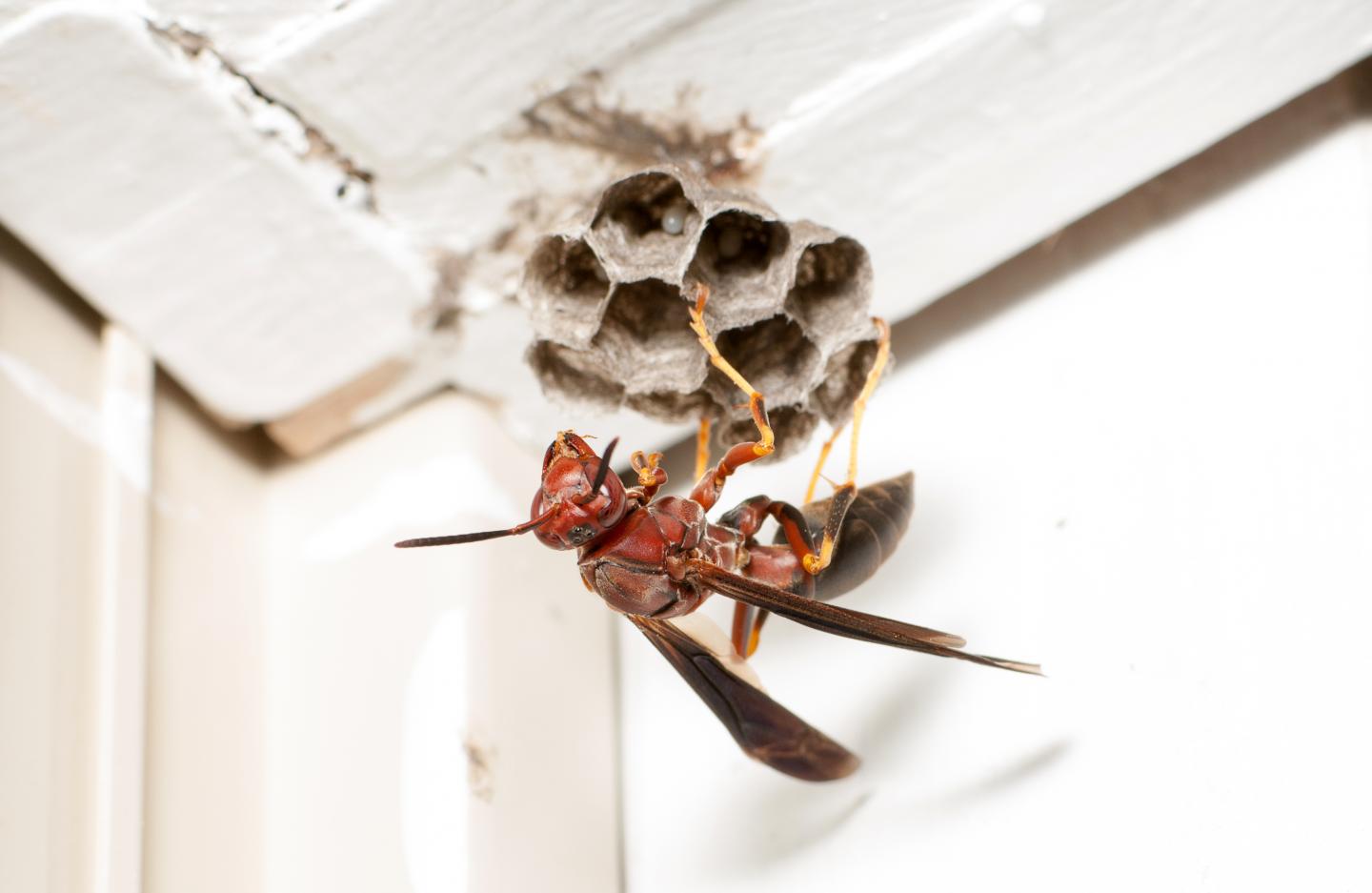 Paper Wasp Nest