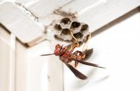Paper Wasp Nest