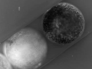 Never-Before-Seen Bioelectric Pattern