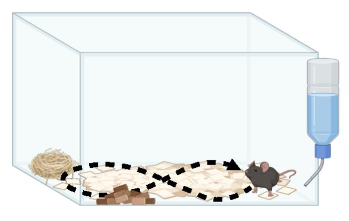 Stereotypy is strongly linked to multiple biomarkers of oxidative stress—A potential common etiology for Abnormal Repetitive Behaviors