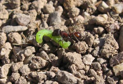 Ant-caterpillar