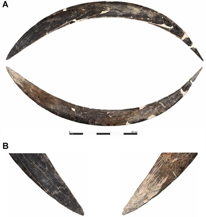 Boomerang and bones: Refining the chronology of the Early Upper Paleolithic at Obłazowa Cave, Poland