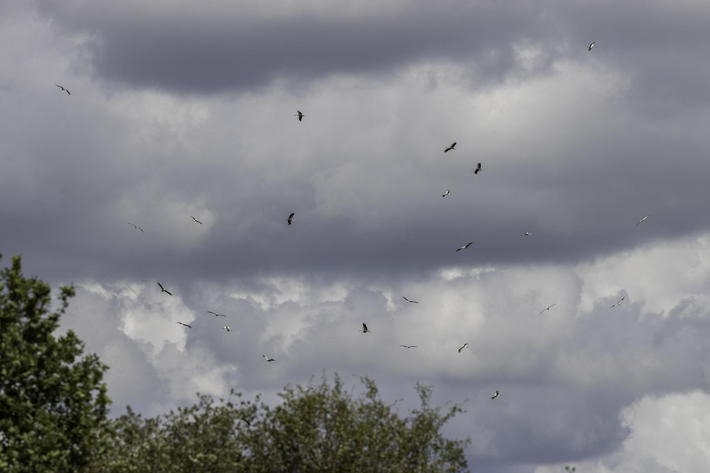 White Storks Release