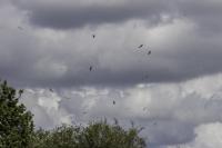 White Storks Release