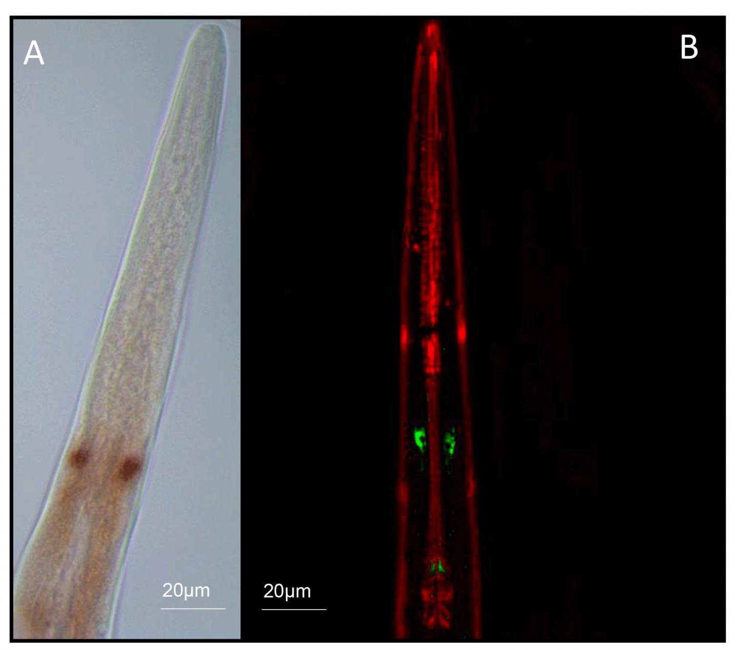 Neuropeptide Modulates Sensory Perception in <em>Steinernema carpocapsae</em>