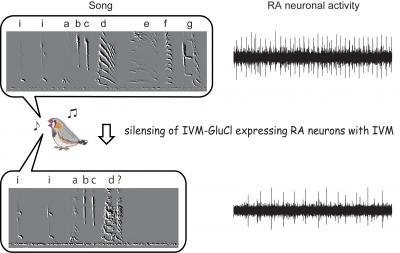 Yazaki-Sugiyama Graphical Abstract