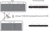 Yazaki-Sugiyama Graphical Abstract