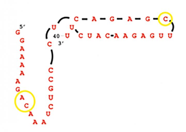 A Simple RNA Molecule