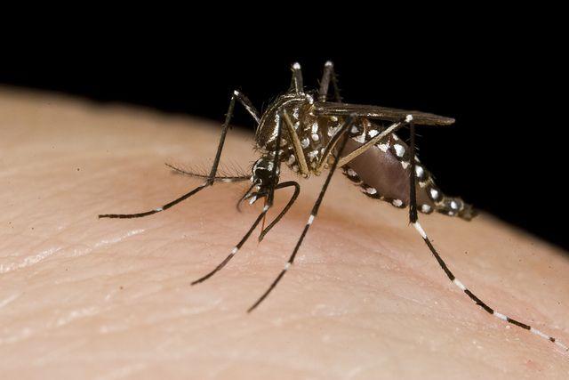 Does Indoor Spraying Help Prevent Dengue?