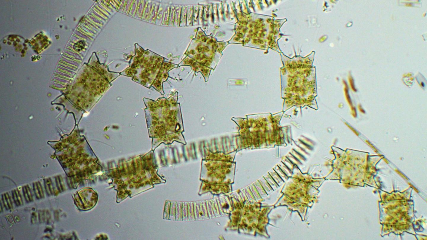 Phytoplankton