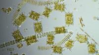 Phytoplankton