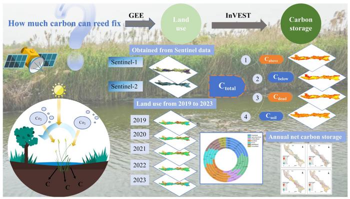 Estimation of carbon stock in the reed wetland of Weishan county in China based on Sentinel satellite series