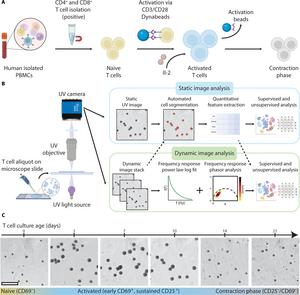 Deep-UV microscopy enables longitudinal imaging of live T cells