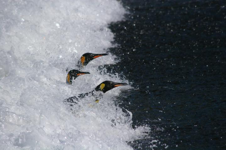 Penguin 2