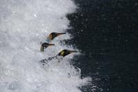 Penguin 2