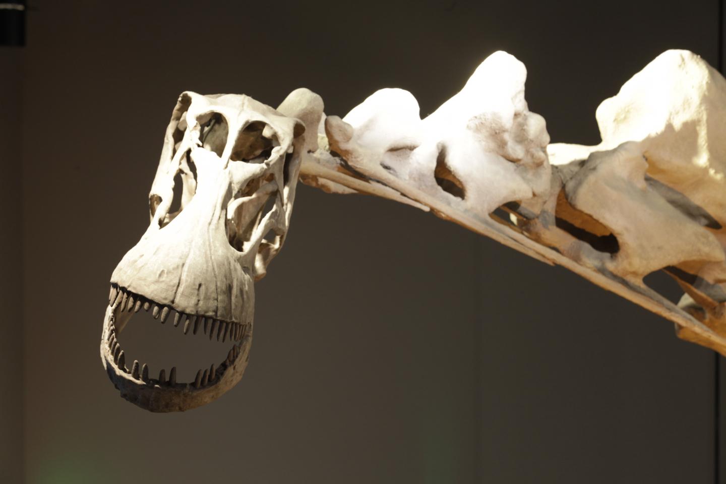 Reconstructed <em>Alamosaurus</em> Mount