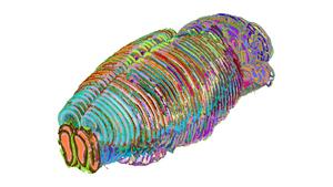 3D Mouse Brain