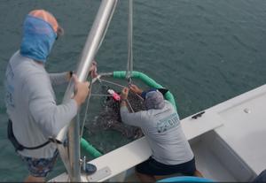 Release Stingray