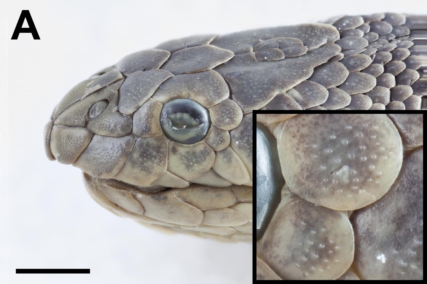 Sea Snakes Have Extra Sense for Water Living