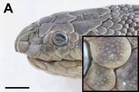 Sea Snakes Have Extra Sense for Water Living