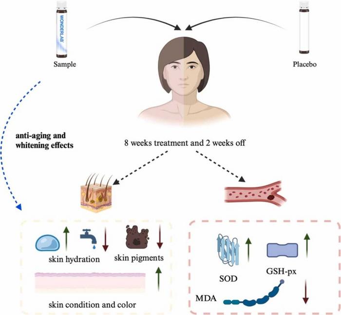 Continuous consumption of WONDERLAB® Tomato Niacinamide Beverage for 8 weeks effectively improved the skin whitening and moisturizing condition of the volunteers, effectively brightening the skin tone and enhancing antioxidant function in the body.