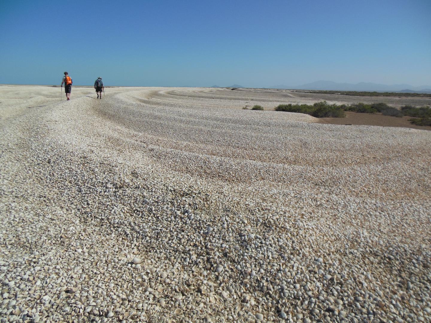 Colorado River Clam Chenier