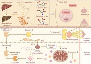 Mechanism diagram depicting that GBA-Ceramide-CTSD-BID-BAX signaling may be the key putative target pathway of artesunate in halting the progression of HCC, and Y313, E340, and N396 may serve as important binding sites of GBA protein with artesunate.
