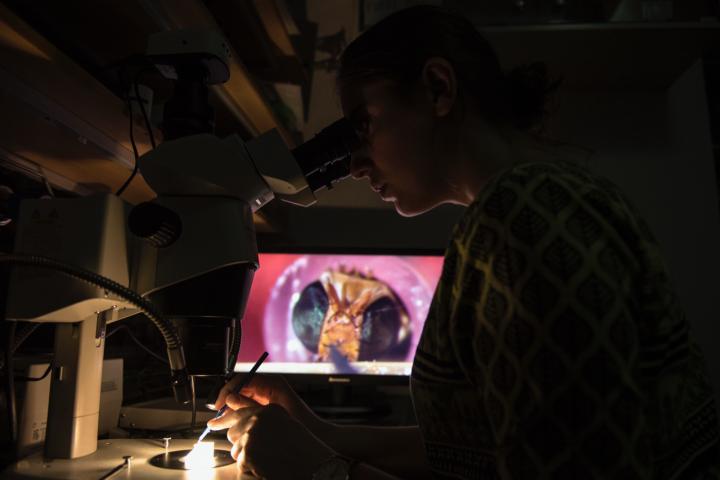 Preparing an apple fly for electrophysiological recording