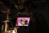 Preparing an apple fly for electrophysiological recording
