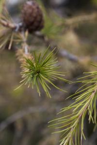 Leaves of a Modern Larch Tree