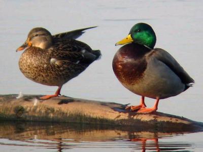 Mallards