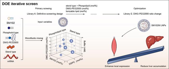 Optimizing lipid nanoparticles for local mRNA delivery