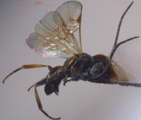 <i>Microplitis paizhensis sp. nov.</i>