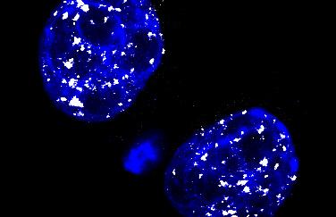 L1 Expression in the 2-cell Stage