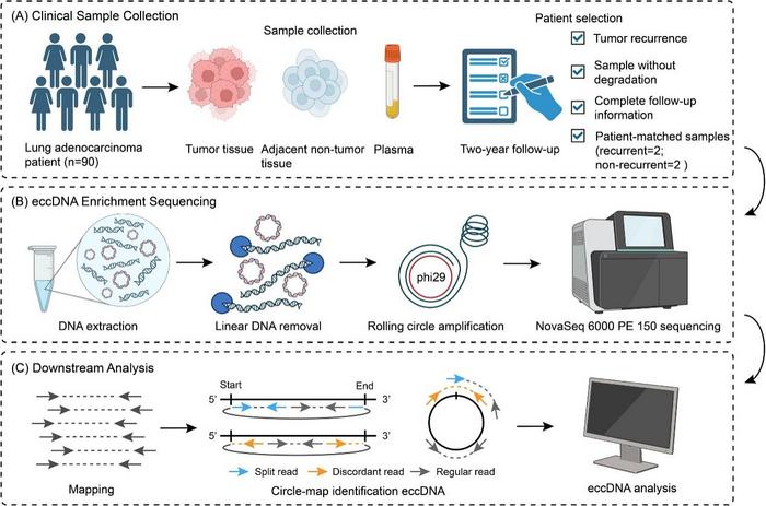 Schematic overview of the experimental workflow.