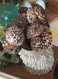 Cowrie shell spoons