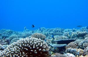 Moorea coral reef