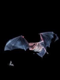 Flying Bat