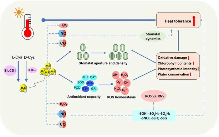 Model for SlLCD1-H2S module enhancing heat tolerance in tomato by enhancing antioxidant capacity and modulating stomatal morphology.